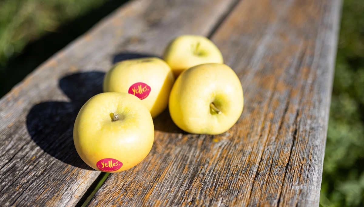 Comienza una nueva temporada para yello®, la manzana amarilla para consumidores exigentes 3 Comienza una nueva temporada para yello®, la manzana amarilla para consumidores exigentes