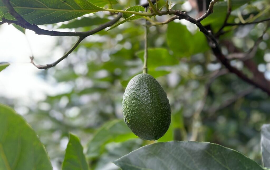 Jalisco suma tres municipios y un área agroecológica como zonas libres de barrenadores del aguacate Jalisco suma tres municipios y un área agroecológica como zonas libres de barrenadores del aguacate