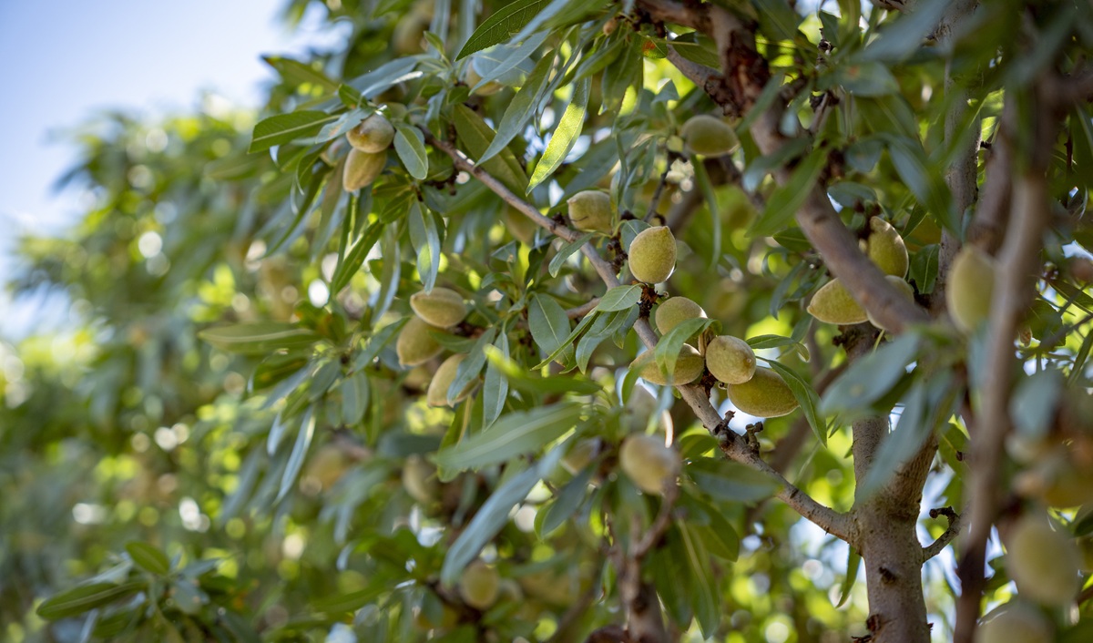 DIVINA: la nueva variedad de almendra que combina valor nutricional y características agronómicas clave