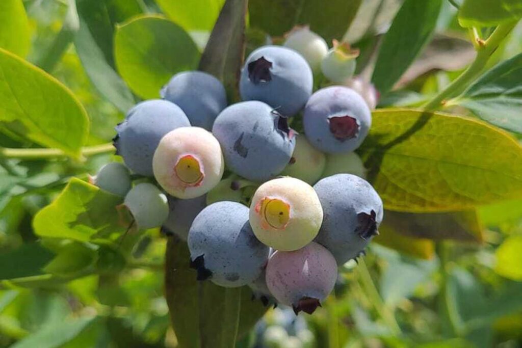 Chile continúa su proceso de recambio varietal de arándanos y proyecta una temporada con fruta de alta calidad