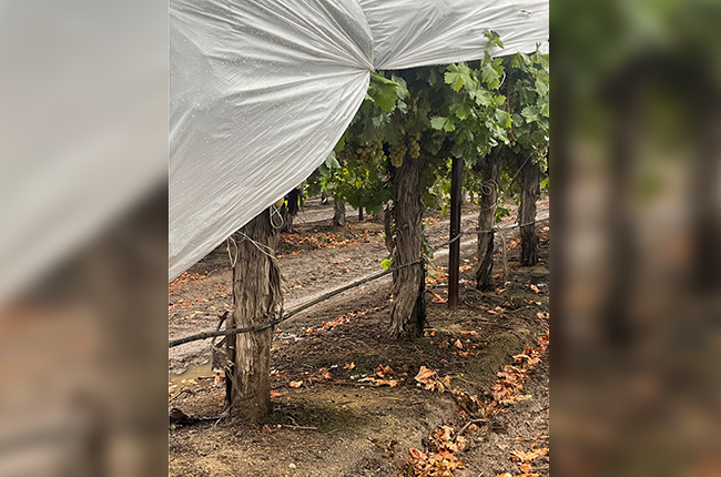 Uva de mesa de California