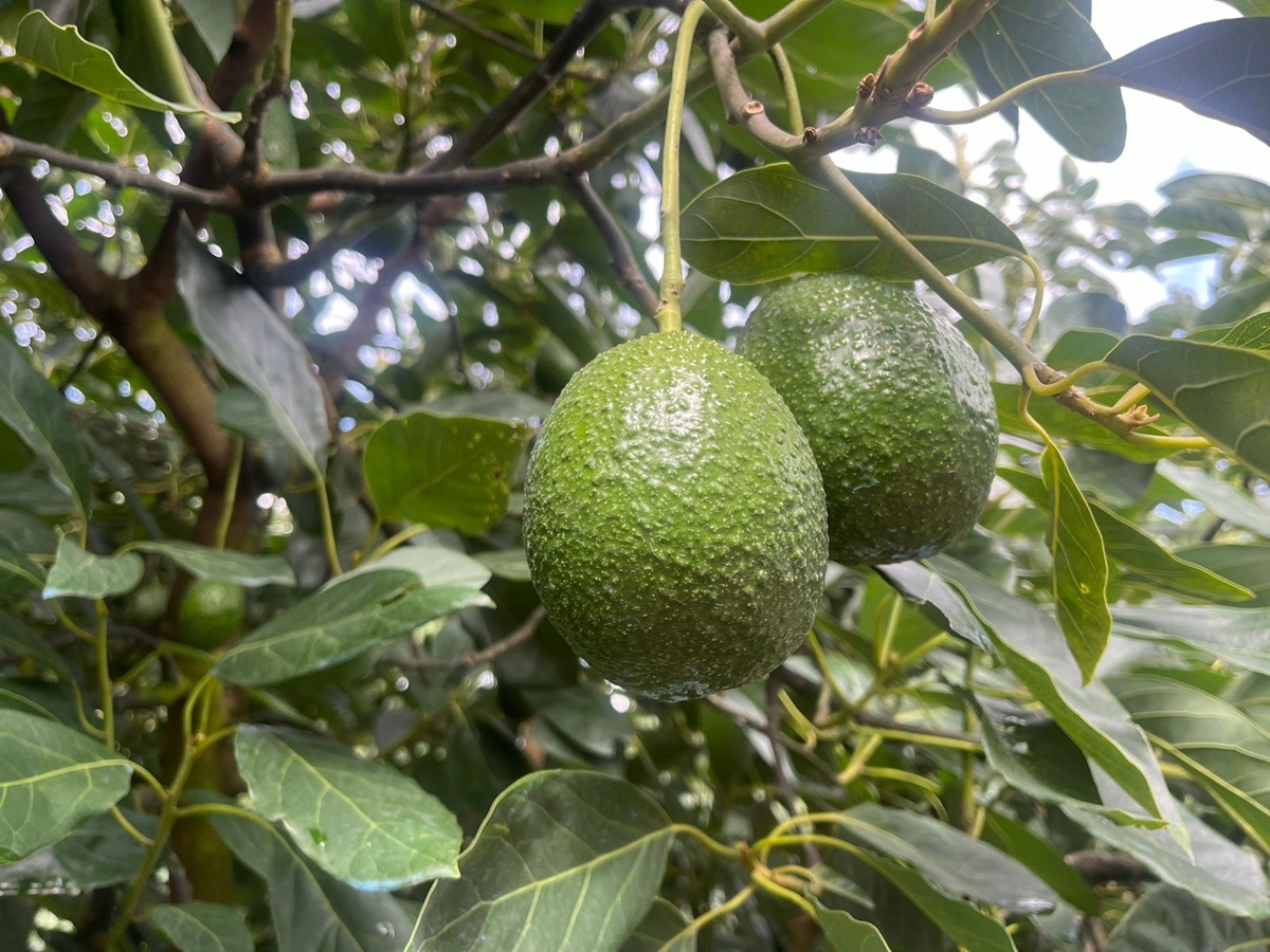 Jalisco suma tres municipios y un área agroecológica como zonas libres de barrenadores del aguacate 3 Jalisco suma tres municipios y un área agroecológica como zonas libres de barrenadores del aguacate