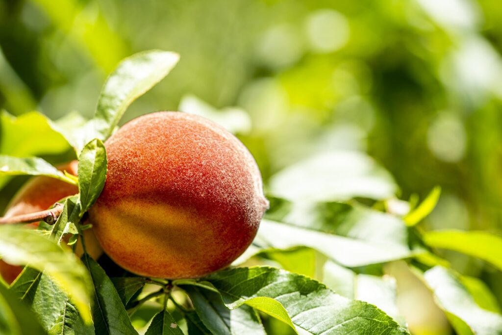 La industria sudafricana de carozos inicia la temporada de exportación 2025/2026 con optimismo