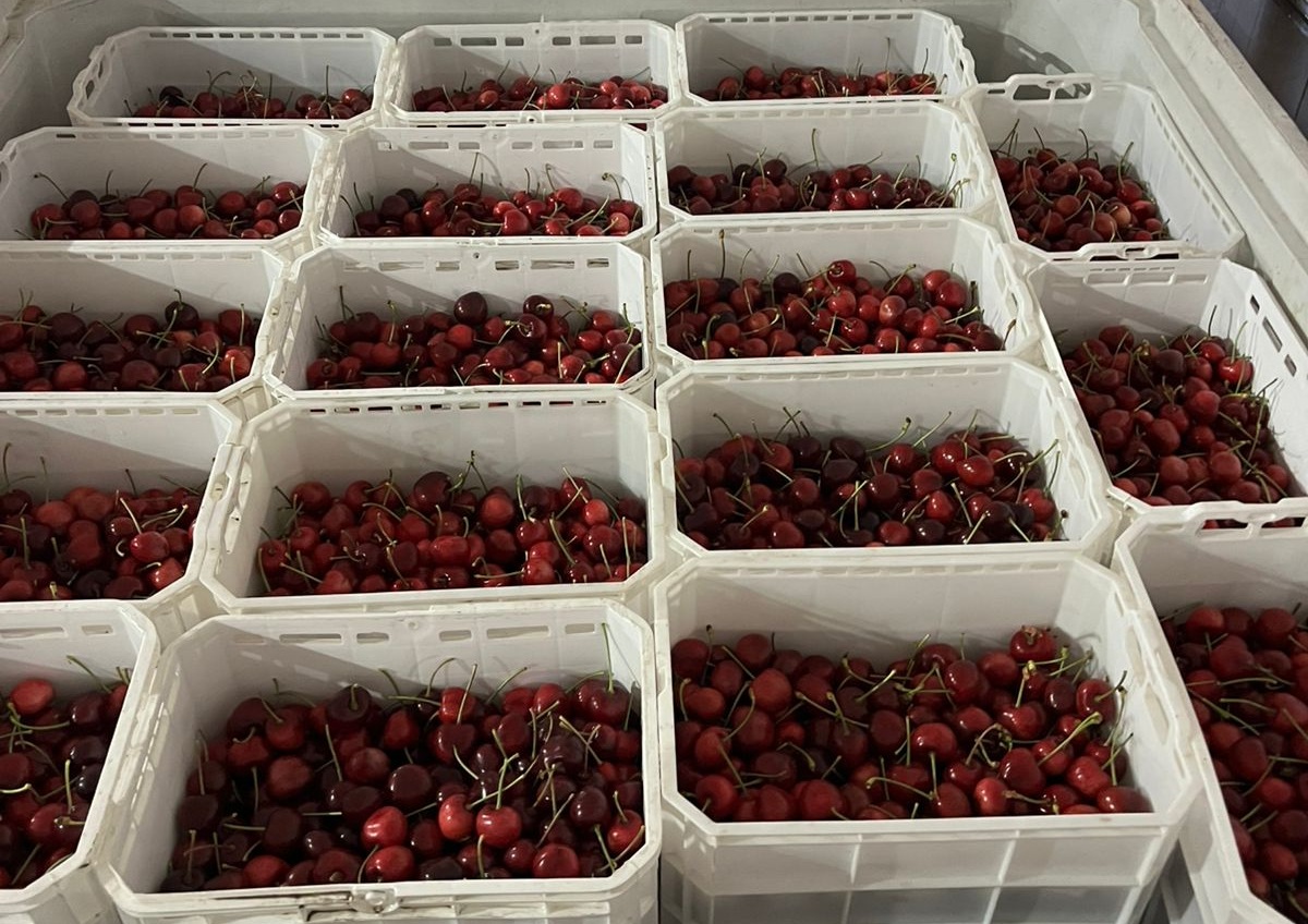 Grupo Teno inicia cosecha de cerezas y habilita otra planta de empaque en la zona norte 6 Grupo Teno inicia cosecha de cerezas y habilita otra planta de empaque en la zona norte