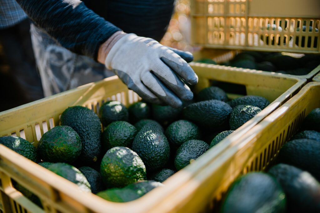 Kenia cierra la temporada de exportación marítima de aguacate 2025/2026 para proteger calidad y mercados Kenia cierra la temporada de exportación marítima de aguacate 2025/2026 para proteger calidad y mercados