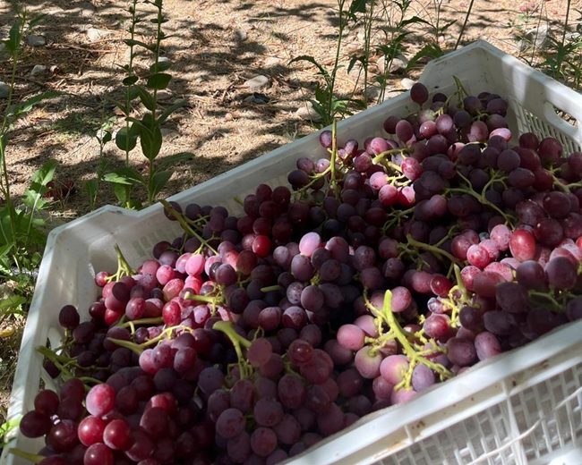 Agrícola El Cerrito triplica retorno con uva orgánica y proyecta conversión total de su campo en tres años