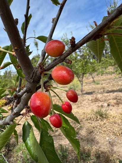 Argentina inicia la cosecha de cerezas más temprana del hemisferio sur desde Jujuy