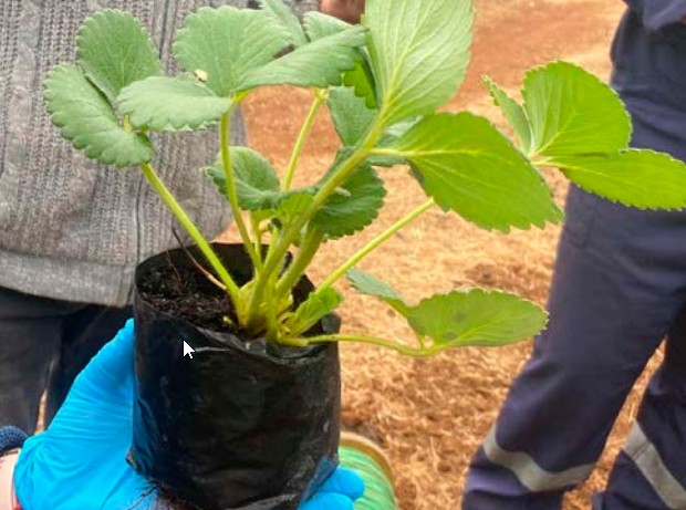 cultivo de frutillas