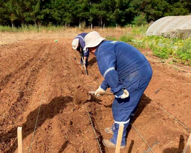 cultivo de frutillas