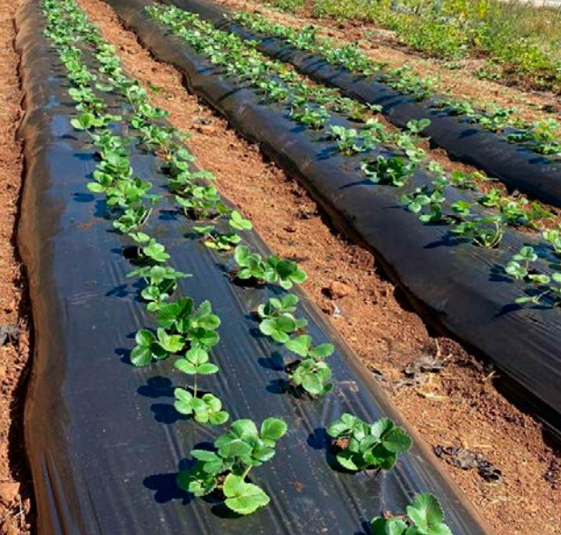 cultivo de frutillas