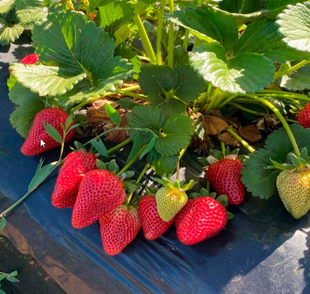cultivo de frutillas