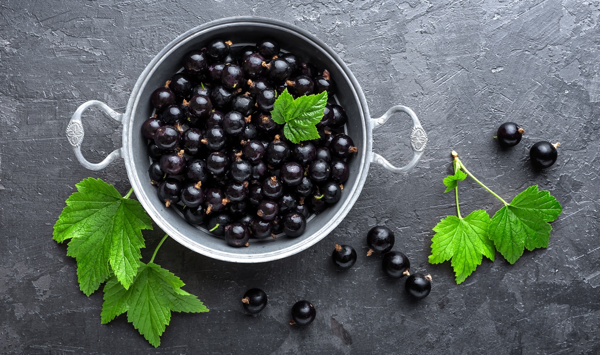 En Reino Unido trabajan para ampliar la oferta de grosellas negras frescas en los supermercados 3 Reino Unido busca llevar las grosellas negras frescas a los supermercados