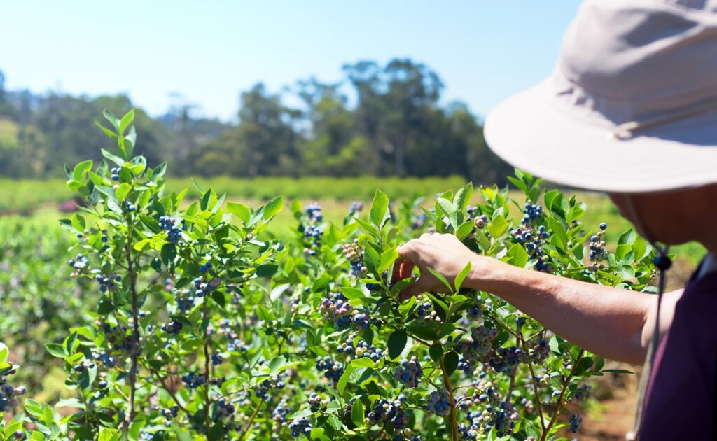 Avanzan en la selección de materiales genéticos de arándanos adaptados al nordeste argentino