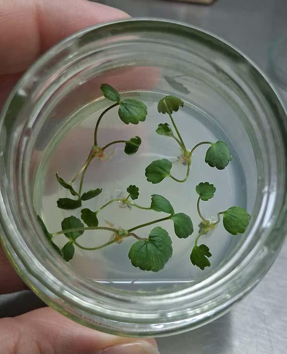 cultivo invitro