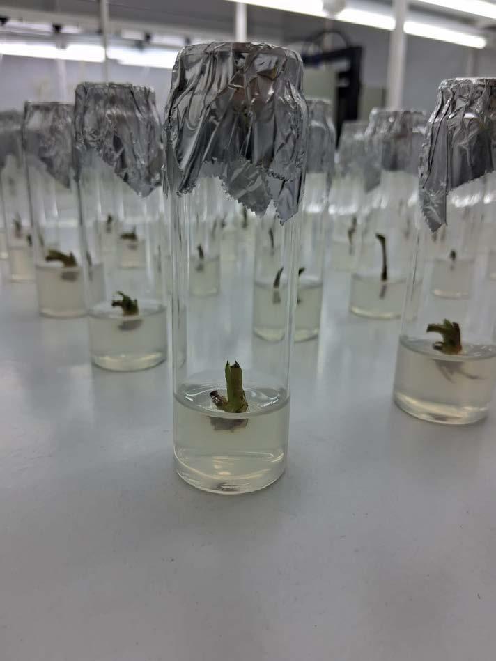 cultivo in vitro