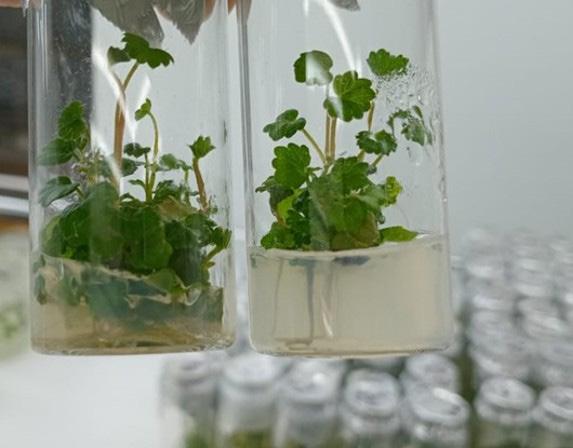 cultivo in vitro