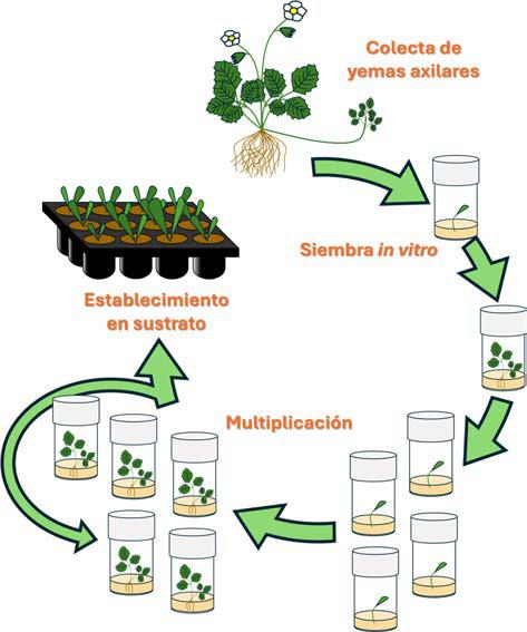 cultivo invitro