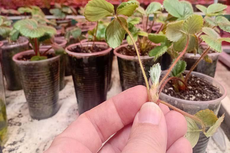 cultivo invitro