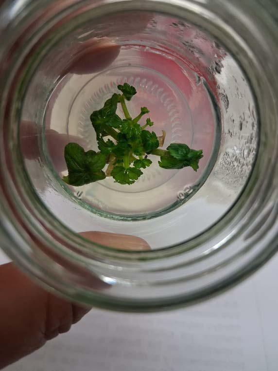 cultivo in vitro