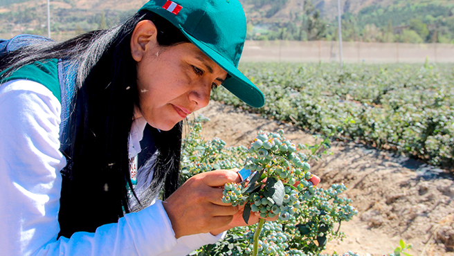 Perú podría superar las 400 mil toneladas de arándanos exportadas en 2026