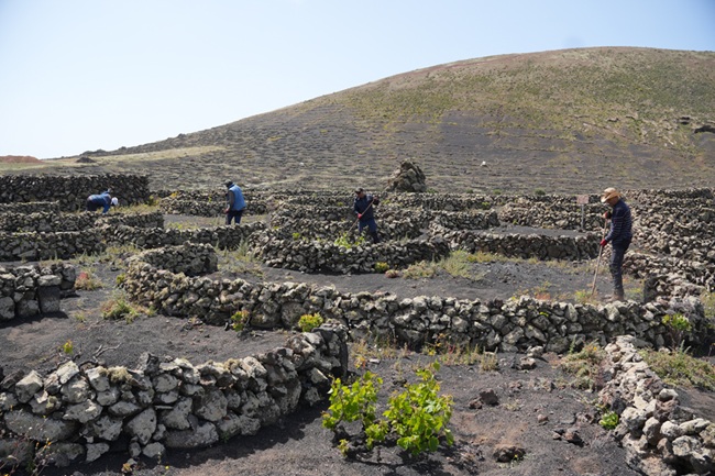 Lanzarote: el milagro agrícola que florece sobre cenizas volcánicas