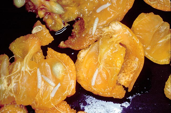 California enfrenta su primera cuarentena por la mosca de la fruta del Caribe desde 1985