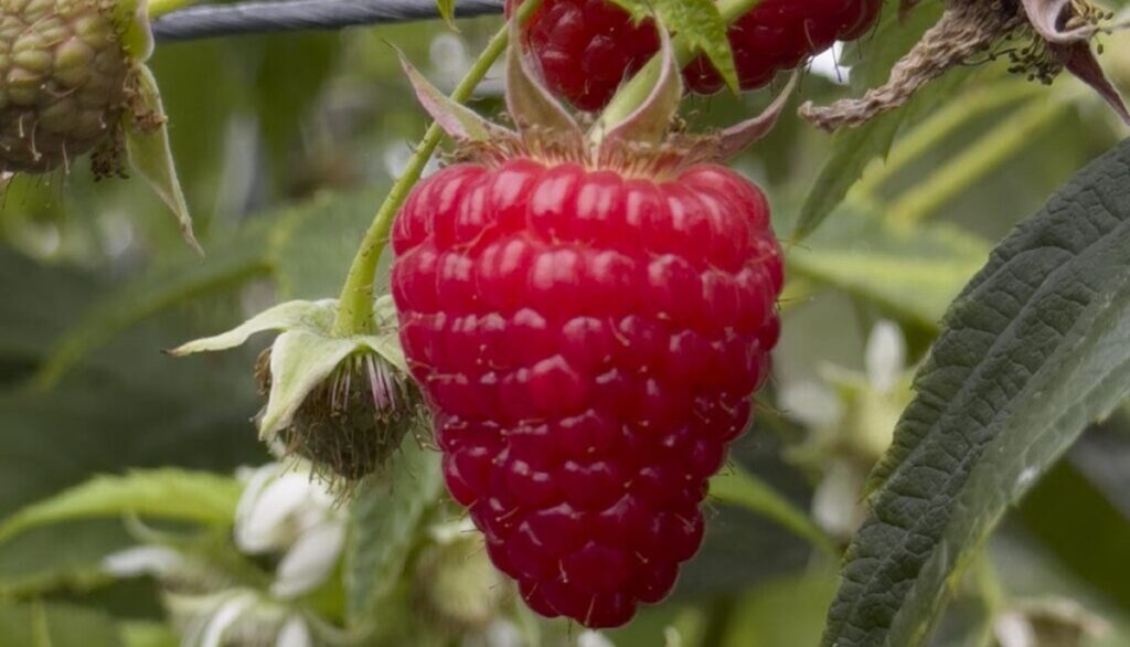 Grande y deliciosa: la frambuesa Malaika llegará pronto al retail europeo
