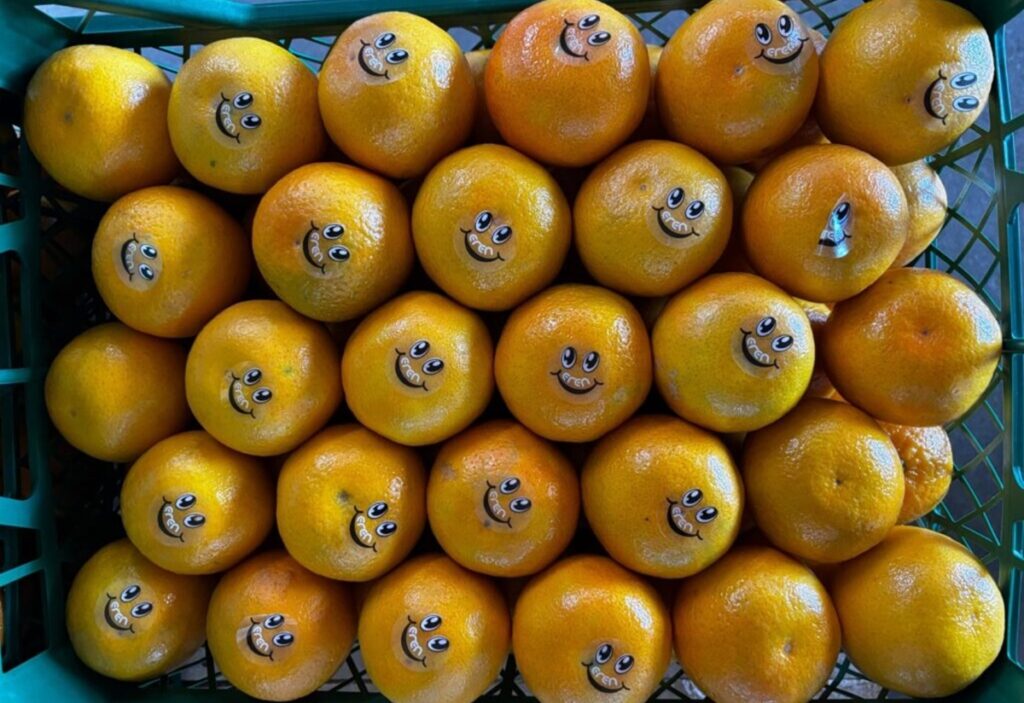 Temporada de mandarinas en Turquía registra altos rendimientos y demanda estable Temporada de mandarinas en Turquía registra altos rendimientos y demanda estable