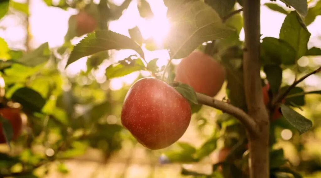 TUTTI™ revoluciona la fruticultura con su genética adaptada al cambio climático TUTTI™ revoluciona la fruticultura con su genética adaptada al cambio climático