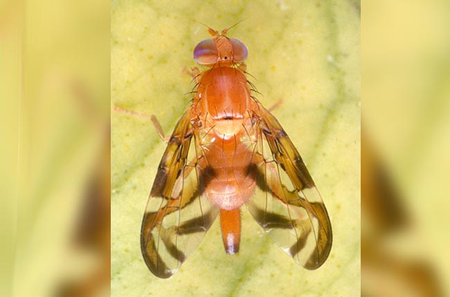 California enfrenta su primera cuarentena por la mosca de la fruta del Caribe desde 1985