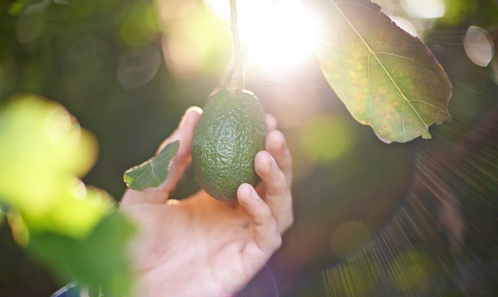 Palta chilena proyecta cosecha histórica de 240 mil toneladas para 2025-26 y consolida su liderazgo con enfoque sostenible Palta chilena proyecta cosecha histórica de 240 mil toneladas para 2025-26 y consolida su liderazgo con enfoque sostenible