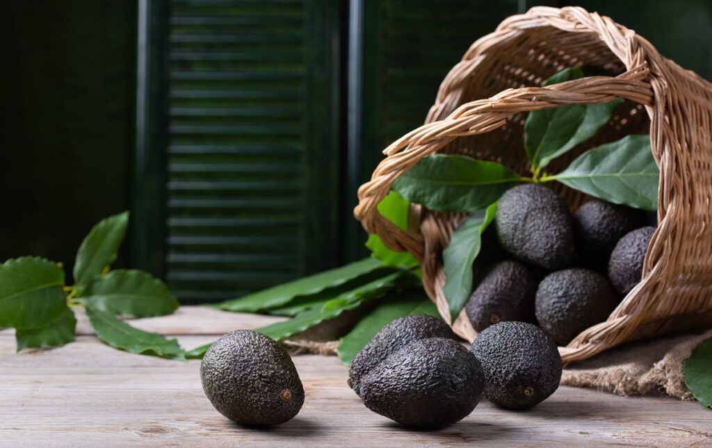 DP World Callao concentra el 60% de las exportaciones de palta peruana en 2025