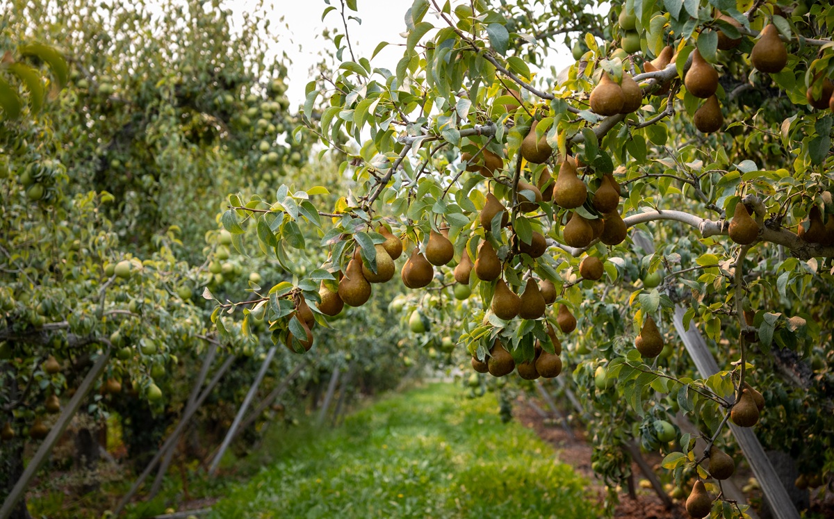 Las peras buscan conquistar a los consumidores menores de 30 años 5 Las peras buscan conquistar a los consumidores menores de 30 años