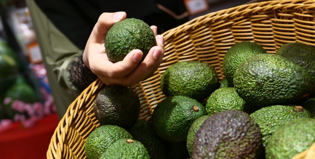 El mercado estadounidense de la palta registra un cambio inesperado: los consumidores adoptan los calibres más pequeños El mercado estadounidense de la palta registra un cambio inesperado: los consumidores adoptan los calibres más pequeños
