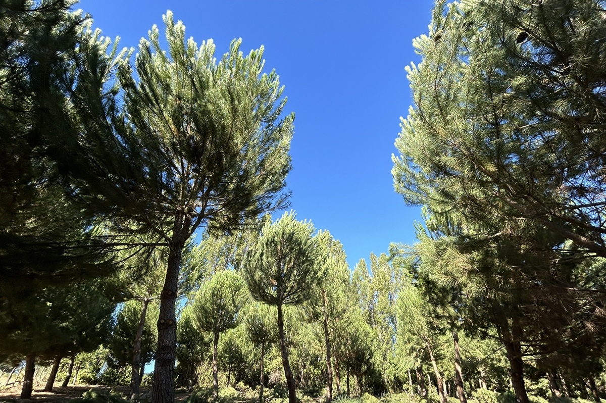 Piñón mediterráneo en Chile: oportunidades y desafíos para su producción y exportación