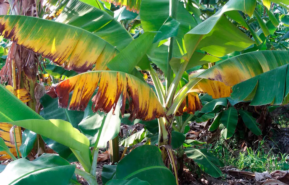 mal de panamá