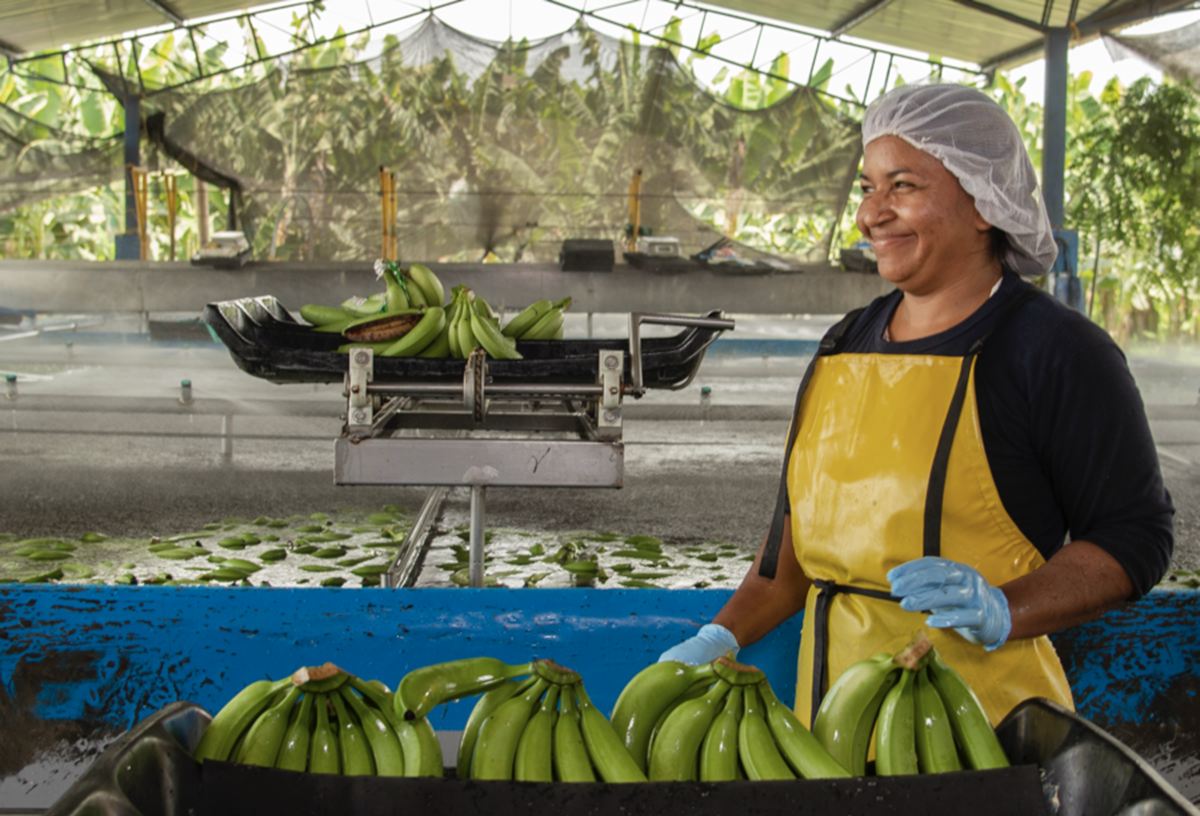 La industria del banano colombiano refuerza su defensa contra el narcotráfico