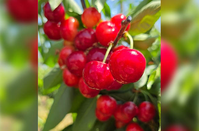 Tru-Cape da inicio a temporada 2025 de cerezas con cosecha temprana y abundante 3 Producción de cerezas de Tru-Cape