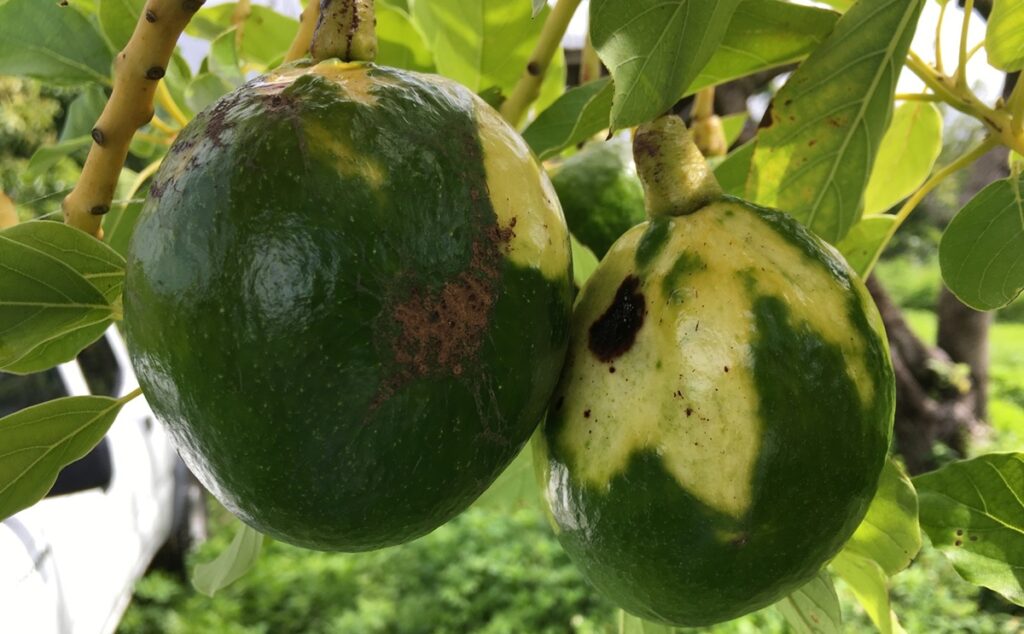 Aguacates de Florida bajo amenaza: viroide de la mancha solar preocupa a productores y consumidores Aguacates de Florida bajo amenaza: viroide de la mancha solar preocupa a productores y consumidores