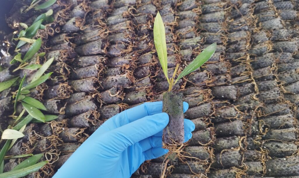 Viveros chilenos retoman protagonismo en el mercado global con plantas frutales de alta calidad