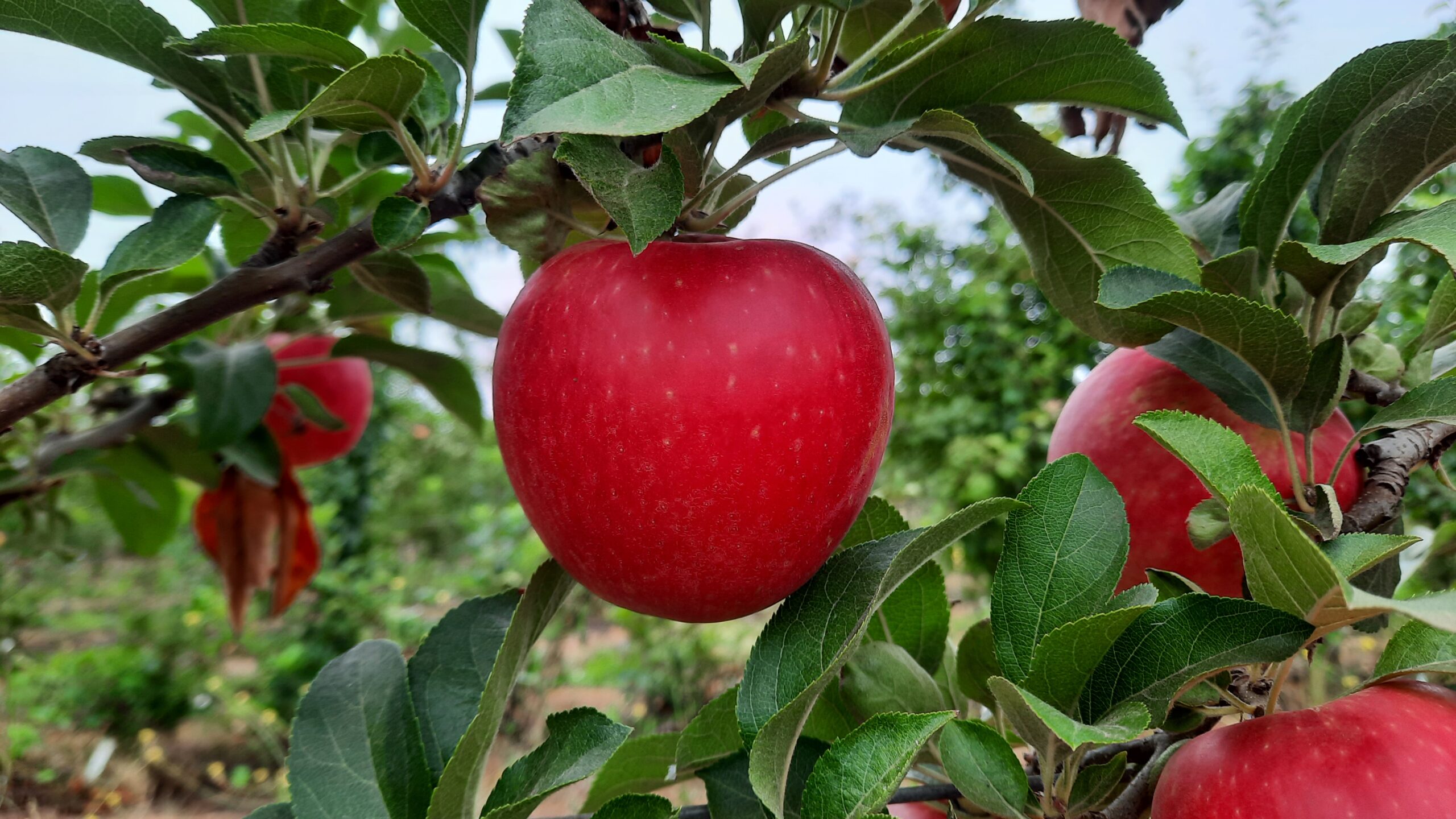 Chile avanza en la creación de una variedad nacional de manzana adaptada al cambio climático