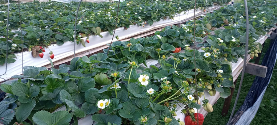 Fênix: la nueva variedad de frutilla que busca reemplazar a los plantines importados en Brasil