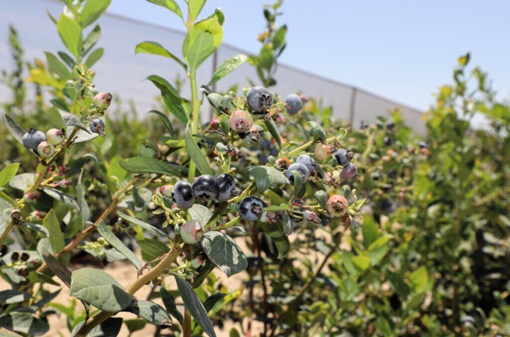 Arándanos peruanos más cerca de llegar a Japón