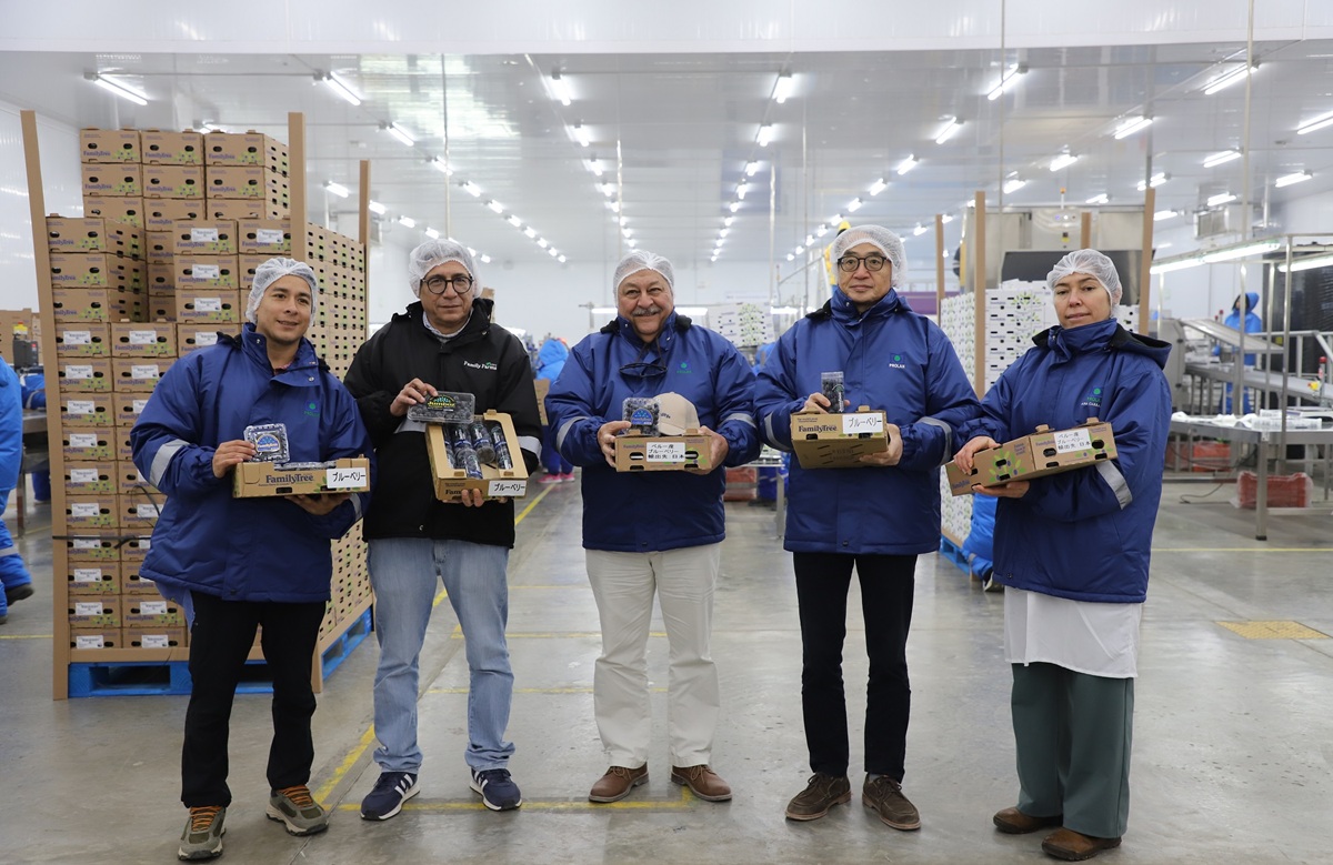 Arándanos peruanos más cerca de llegar a Japón
