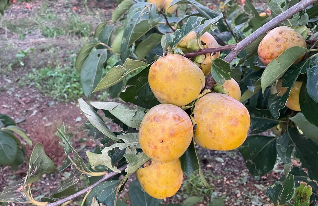Granizo destruye 5.000 toneladas de caquis en Carlet y Massalavés, según AVA-ASAJA