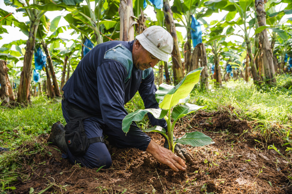 Costa Rica refuerza blindaje contra el Fusarium R4T: “Estamos libres, pero en máxima alerta”