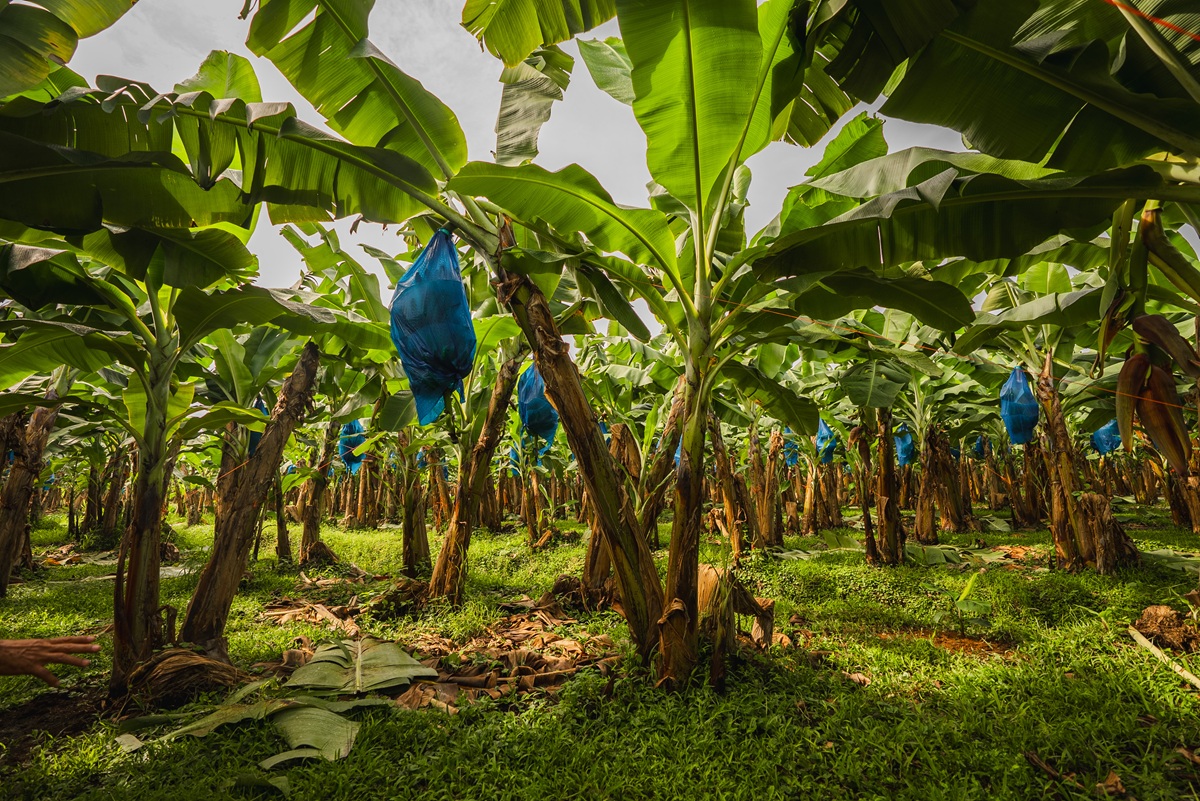 Sector bananero de Costa Rica intensifica medidas contra el hongo Fusarium R4T