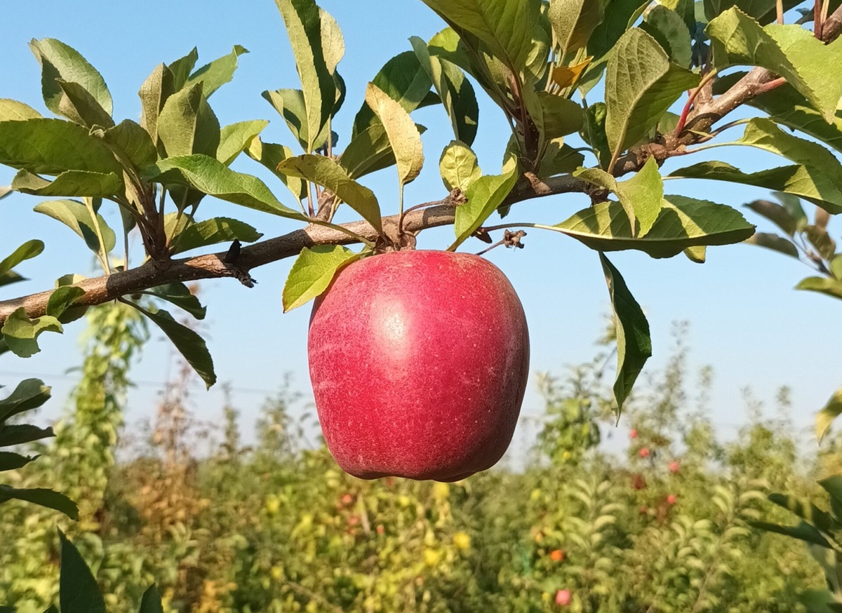 Chile avanza en la creación de una variedad nacional de manzana adaptada al cambio climático