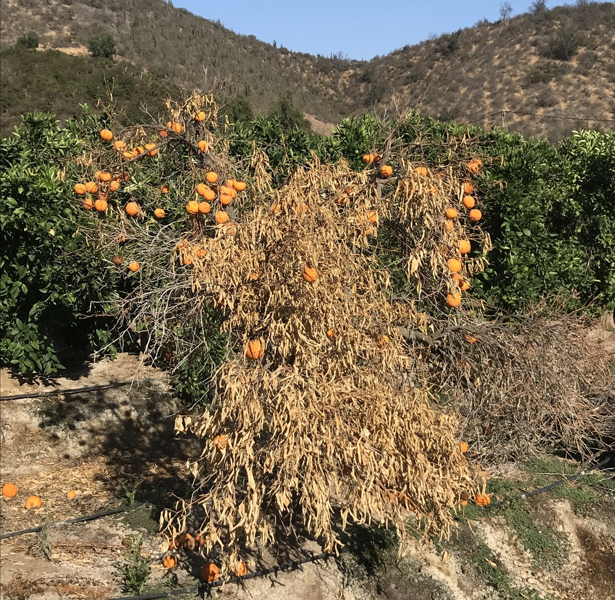 Investigadoras UC revelan la verdadera magnitud del Fusarium en cítricos chilenos