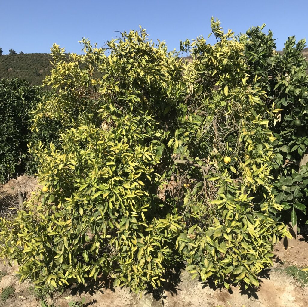 Investigadoras UC revelan la verdadera magnitud del Fusarium en cítricos chilenos